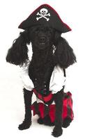 Poodle Pirate