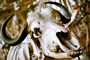 cráneo de búfalo foto