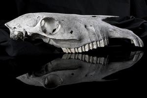 Animal skull photo