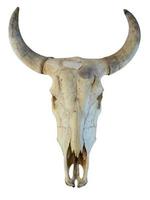 White head skull of asia cow