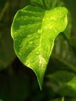 leaf background photo