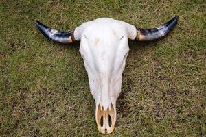 Buffalo skull on grass floor