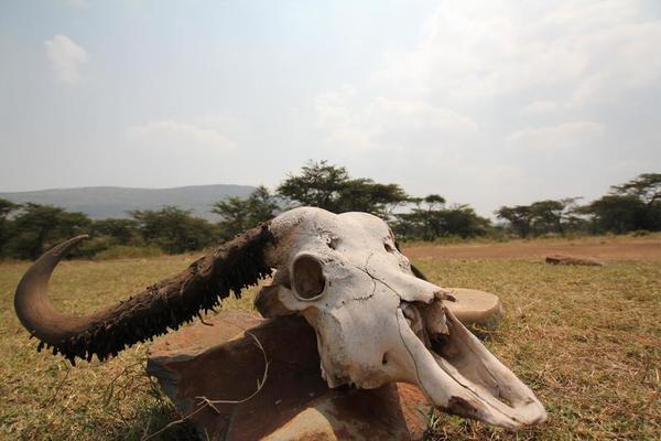 African Buffalo Stock Photos, Images and Backgrounds for Free Download