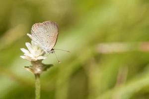 Pale grass blue butterfly with wild globe everlasting flower photo
