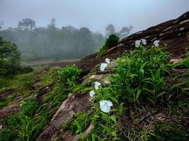 Flower on rock at forest  photo