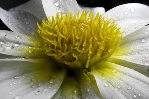 Daisy after a rain shower photo