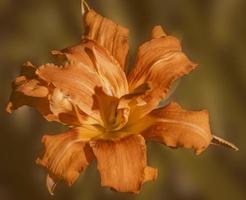An orange Lilly in sharp focus against a soft background photo