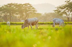 vacas en tierras de cultivo foto