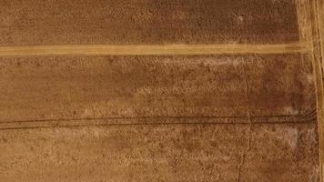Flygfoto över majsfält - kombinerad skördare video