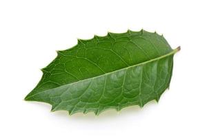 holly leaf photo