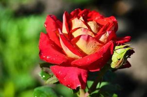 red rose blooming in the garden