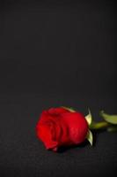 One rose on dark background photo