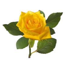 single beautiful  yellow rose photo