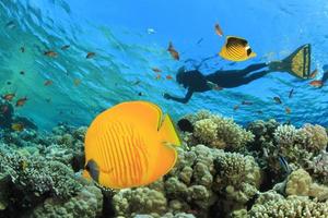 Butterflyfish and Snorkeler