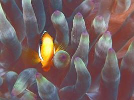 pez anémona en el omán foto