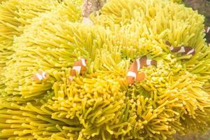 Clown Anemonefish swimming among the tentacles of its anemone ho photo