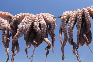 calamares recién capturados secándose al sol - paros, grecia (xl) foto