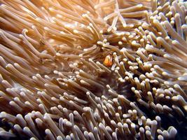 Barrier Reef Anemonefish