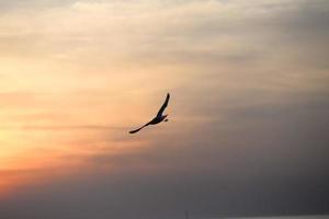 seagull with sunset in the background photo