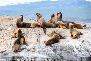 Animals on the Beagle Channel, Tierra del Fuego photo