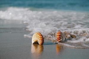 nautilus shell on white Florida beach