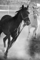 horses running loose at rodeo