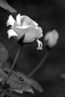 Black and white rose photo