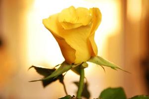 Gelbe Rose photo