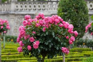 pink roses photo