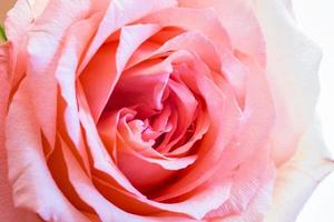 rose closeup photo