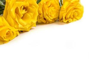 Yellow roses photo