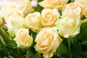 Beautiful roses photo