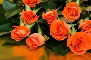 orange roses photo