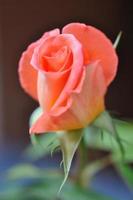 rose flower photo