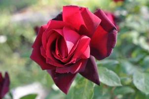 Burgundy Roses photo