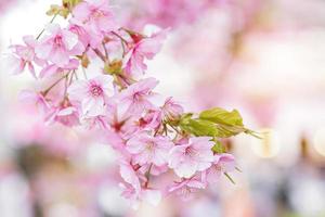 Pink sakura flower blooming in spring season photo