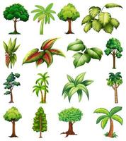 conjunto de variedad de plantas y árboles. vector