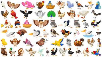 Set of Different Birds Cartoon Style Isolated on White vector