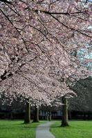 Blooming Cherry Blossoms