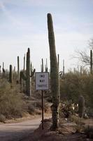 Cactus, Saguaro National Park photo