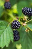 Fresh blackberries on a bush