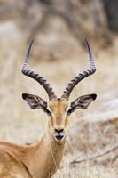 Impala in Kruger National park photo