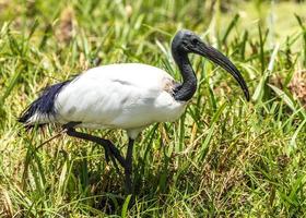 African sacred ibis photo