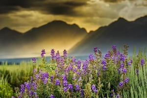 Purple Lupines in the Tetons photo