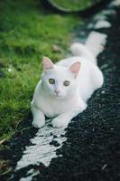 White cat playing on the roadside