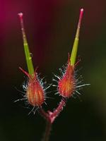 Dovefoot geranium awn photo