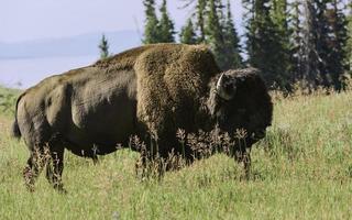 Bison grazing, Yellowstone National Park, USA. photo