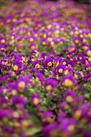 Pansy flowers photo