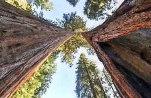 parque nacional sequoia