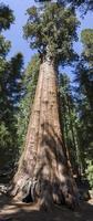 parque nacional sequoia